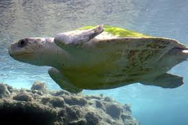 Sea Turtles